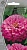 max_000038949